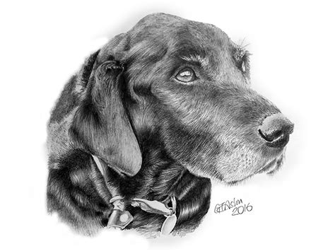 Black Labrador Pencil Portrait Lucie Garrys Pencil Drawings