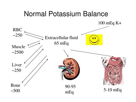 Ppt Potassium Disorders Powerpoint Presentation Free Download Id