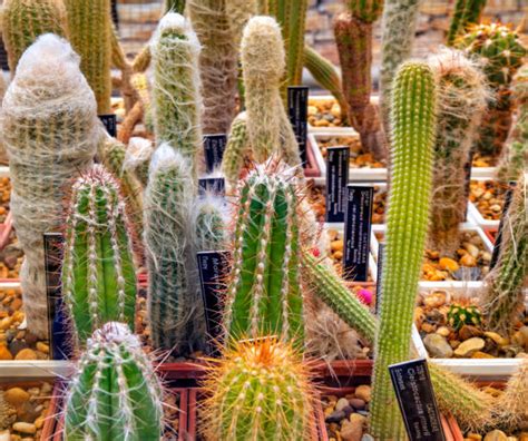 Cactus Plants Names Stock Photos Pictures And Royalty Free