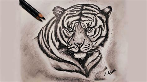 Create A Majestic Tiger Drawing With Pencil Step By Step Tutorial For