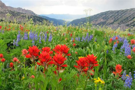 Maybe you would like to learn more about one of these? Photo of the Day - Wildflowers in Jackson Hole « The ...