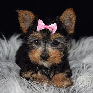 Want to buy a puppy? Yorkie Puppies for Sale in PA | Ridgewood's Yorkie Puppy ...