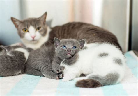 Mother Cat Sitting On Kittens What Does It Mean Plus What To Do