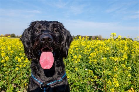 What Are The 6 Best Dogs For Allergy Sufferers