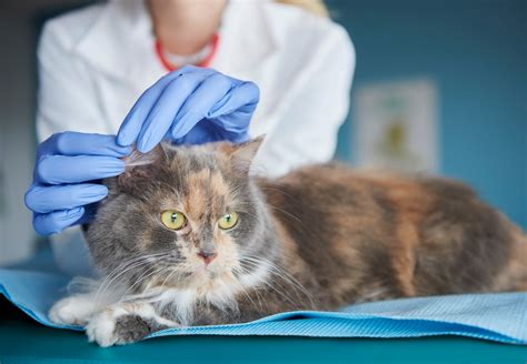 7 Commonly Used Home Remedies For Ear Mites In Cats
