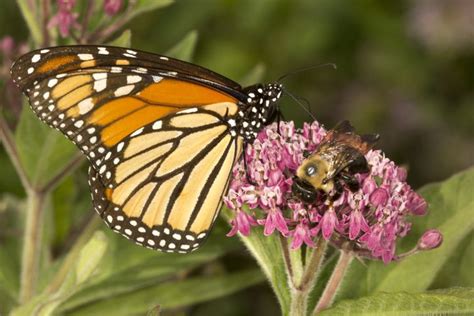 Bee And Butterfly Gardening Garden Tips Pughs Garden Centres