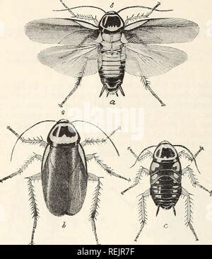 Cockroaches And Their Control Cockroaches Figure The Australian Cockroach A Male With