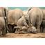 Africa Elephant Wildlife Photography By Piccaya 2
