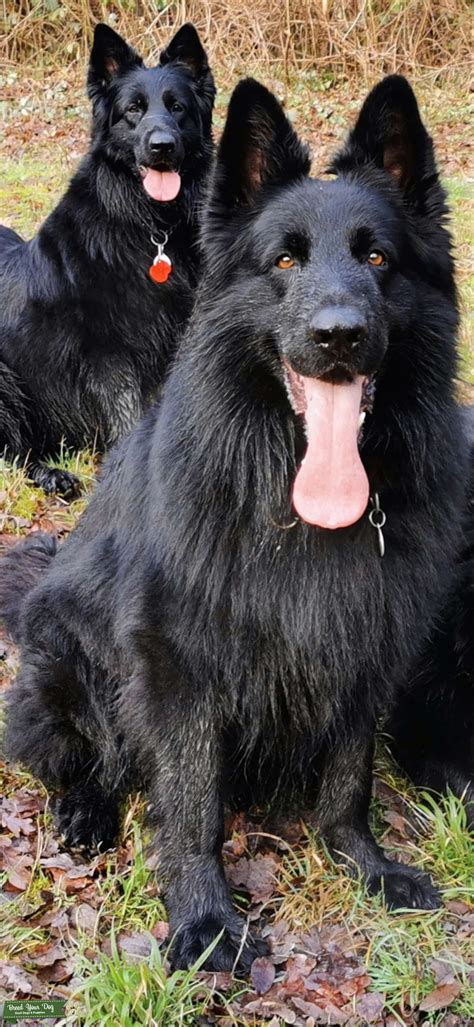Black Long Haired Ddr Lineeast German Shepherd Dog For Stud Stud