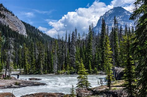 Which Invasive Species Affect Yoho National Park Learning Portal