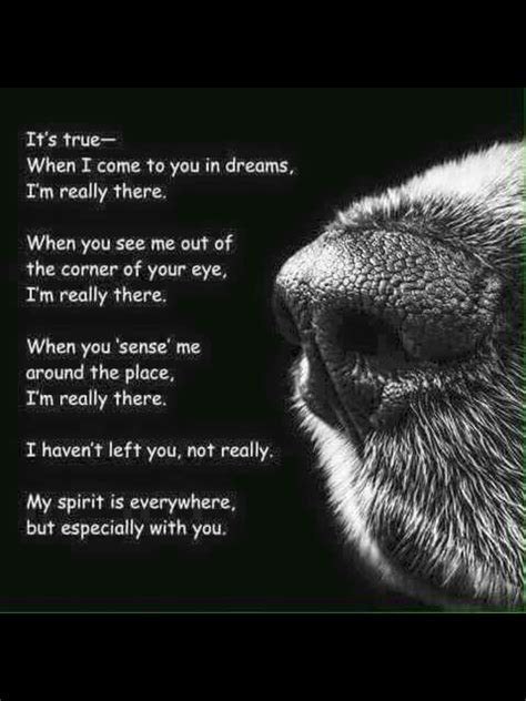 Dreams Pet Loss Grief Loss Of Dog Dog Poems Pet Remembrance Dog