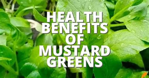 25 Potential Health Benefits Of Mustard Greens