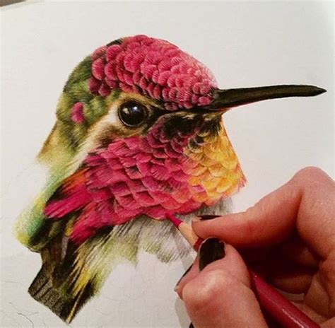 If you are desperate to know how to draw, i always recommend you start off by. Colibri | Color pencil art, Bird drawings, Drawings