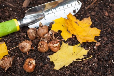 Bulb Planting In The Fall Hansen Lawn And Gardens