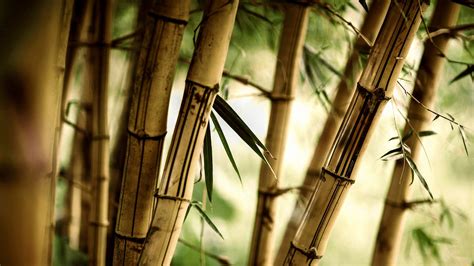 Bamboo Hd Wallpapers And Backgrounds