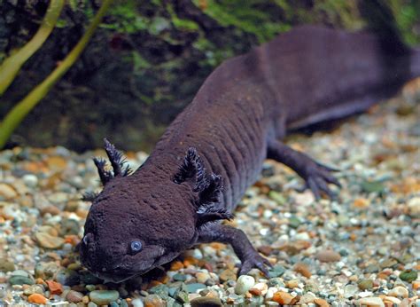 You'll learn 68 axolotl facts, including: Black Axolotl | The axolotl is only native to Lake Xochimilc… | Flickr
