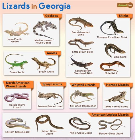 List Of Lizards Found In Georgia Facts With Pictures