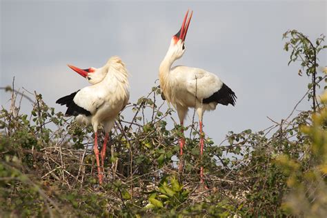 White Stork Storks In Motion