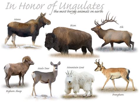 In Honor Of Ungulates Yellowstone National Park Hal Brindley