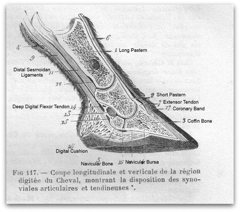 At the distal end of the femur, two rounded condyles meet the tibia and fibula bones of the lower leg to form the knee joint. 18 Best Images of Leg Anatomy Worksheets - Lower Limb Muscles Anatomy Worksheet, Lower Limb ...