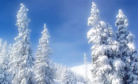 Pozadine Za Desktop Priroda Stabla Prekrivena Snijegom