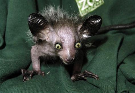 9 Most Scary And Horrible Looking But Harmless Animals Pickchur