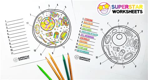 Since animal cells lack a rigid cell wall it allows them to develop a great diversity of cell types, tissues, and organs. Animal Cell Worksheet - Superstar Worksheets