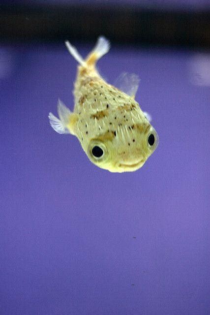 Freshwater Puffer Fish Care Everything You Need To Know