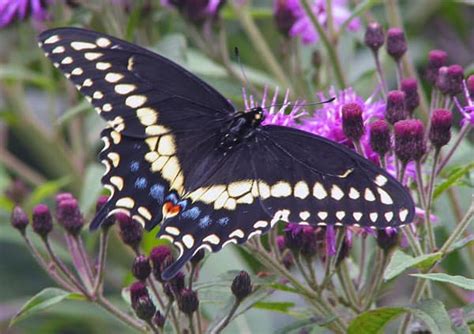 Swallowtails Our Most Impressive Backyard Butterflies Chelsea Update