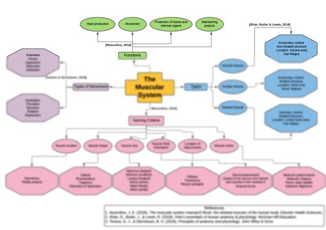 Solution The Muscular System Concept Map Studypool