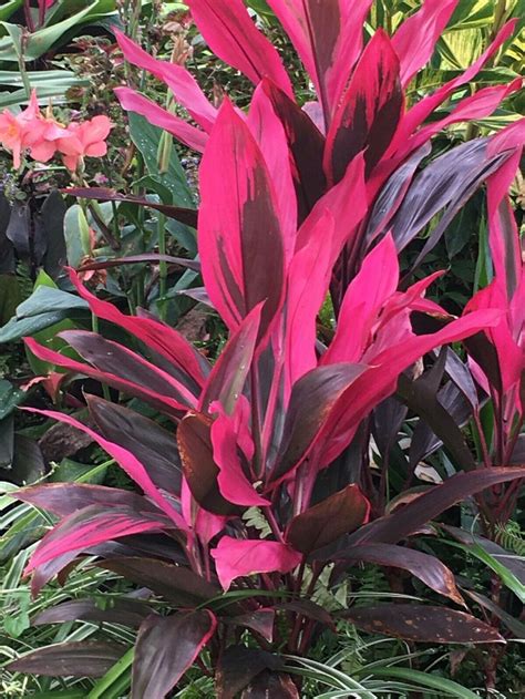 Tropical Cordyline Ti Hawaiian Red Sister Houseplant Live Etsy In