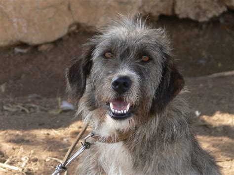 Il pastore fonnese o cane fonnese, ha origini molto remote. amsicora | cane pastore fonnese | Gavino Bazzoni | Flickr