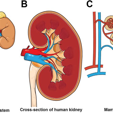 The Species Variation In Mammalian Kidneys A Equine With