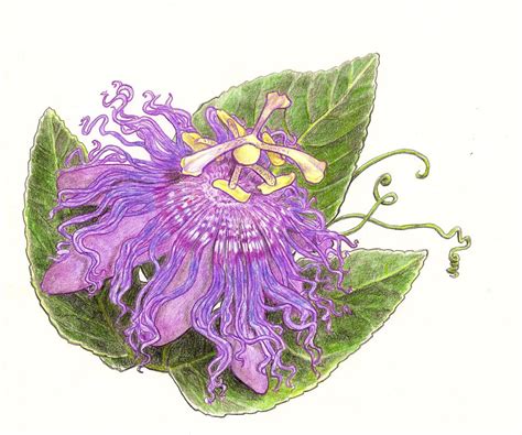 Pitaya fruit dragonfruit food sweet fresh nature healthy tropical. The Rainforest Garden: Win My Header Art from Gardening ...