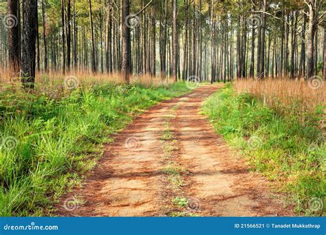 Road To Pine Forest Stock Image Image Of Trail Beauty 21566521