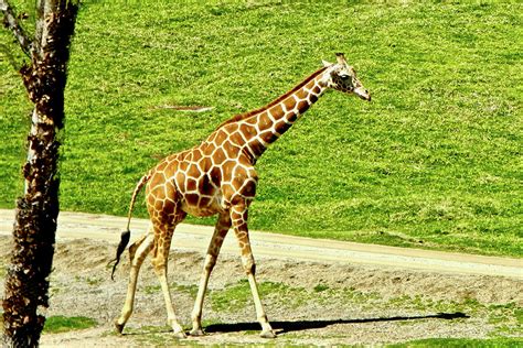 Reticulated Giraffes In San Diego Zoo Safari Park Near Escondido