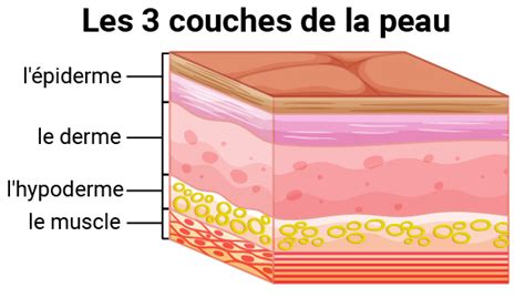 Peau Mieux Comprendre La Peau Creapharma