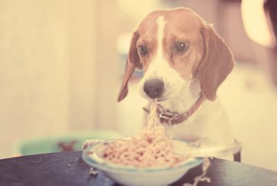 My friend's dog use to eat guava and papaya.that is funny but there is no harm in it. dog eating spaghetti! | Dog eating, Dog life, Dogs