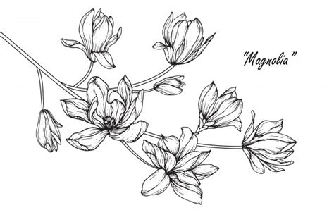 Fiori 01 nel più grande archivio di disegni sulla natura da colorare: Disegni di fiori di magnolia. illustrazioni botaniche ...
