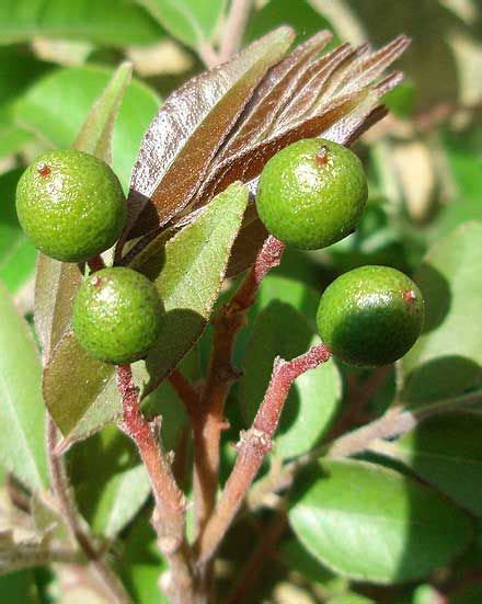 Tea olive trees come in about 15 different species and their fruity fragrance has been compared to peaches and apricots. Flowers are small, white and fragrant. Fruit are small ...