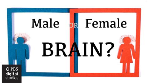 Are Male And Female Brains Different Braincraft Pbs Learningmedia