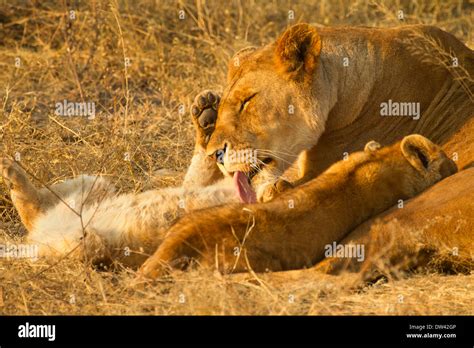 Lioness Grooming Her Cub Stock Photo Alamy