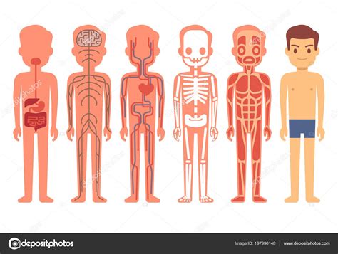 İnsan Vücudu Anatomisi Vektör çizim Erkek Iskeleti Kas Dolaşım