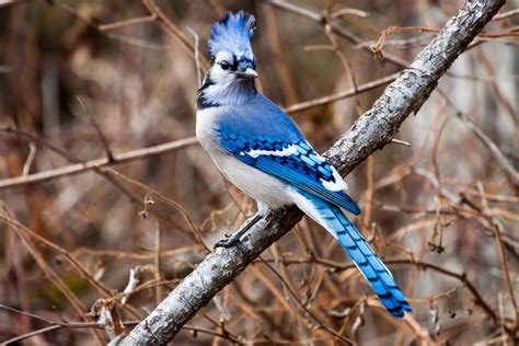 12 Elusively Blue Animals The Rarest Creatures Of All