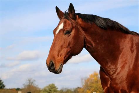 American Quarter Horse Breed Care Cost And History 2024 Horses Only