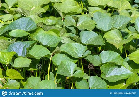 Sweet Potato Ipomoea Batatas Leaves Known As Ubi Jalar In Indonesia