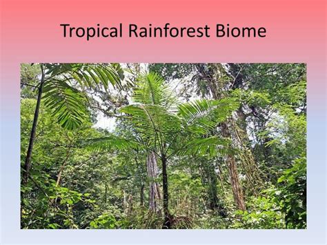 Ppt Savanna And Tropical Rainforest Biomes Powerpoint