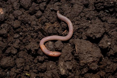 Fat White Worm In Soil And What To Do With Them Real Men Sow