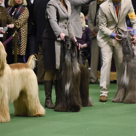 Westminster Dog Show 2016 Results Best Of Breed Winners And Monday