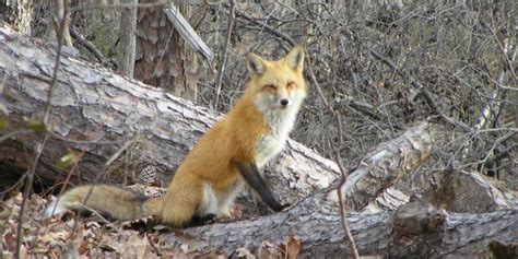 Crazed Fox Darts From Woods To Attack A North Carolina Homeowner In His